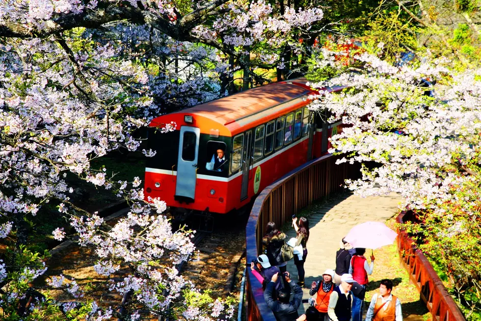 Cherry Blossoms - Best Time to Visit Taiwan