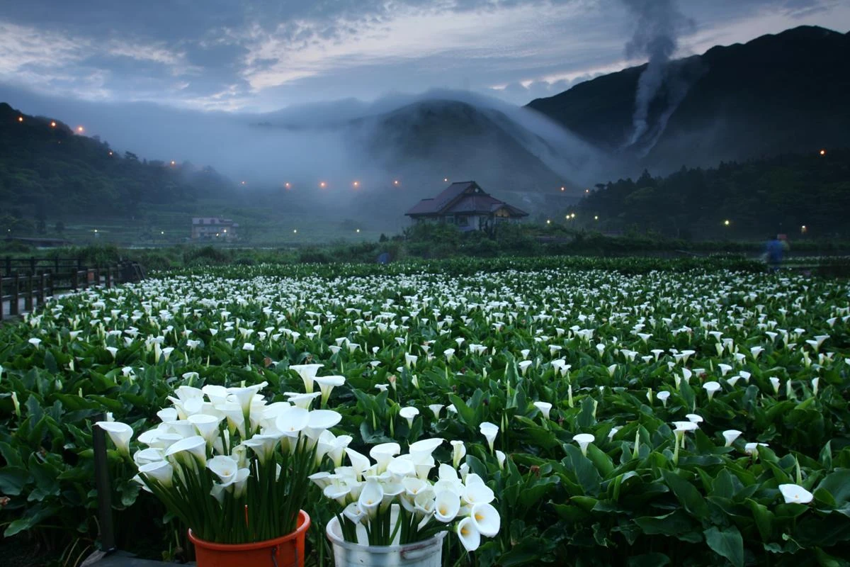 Yangmingshan Flowers - Best Time to Visit Taiwan